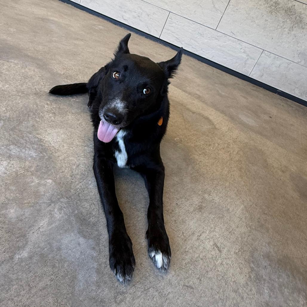 Enlarge Holly, a Adoptable Mixed Breed in Ponca City, OK image 4/4
