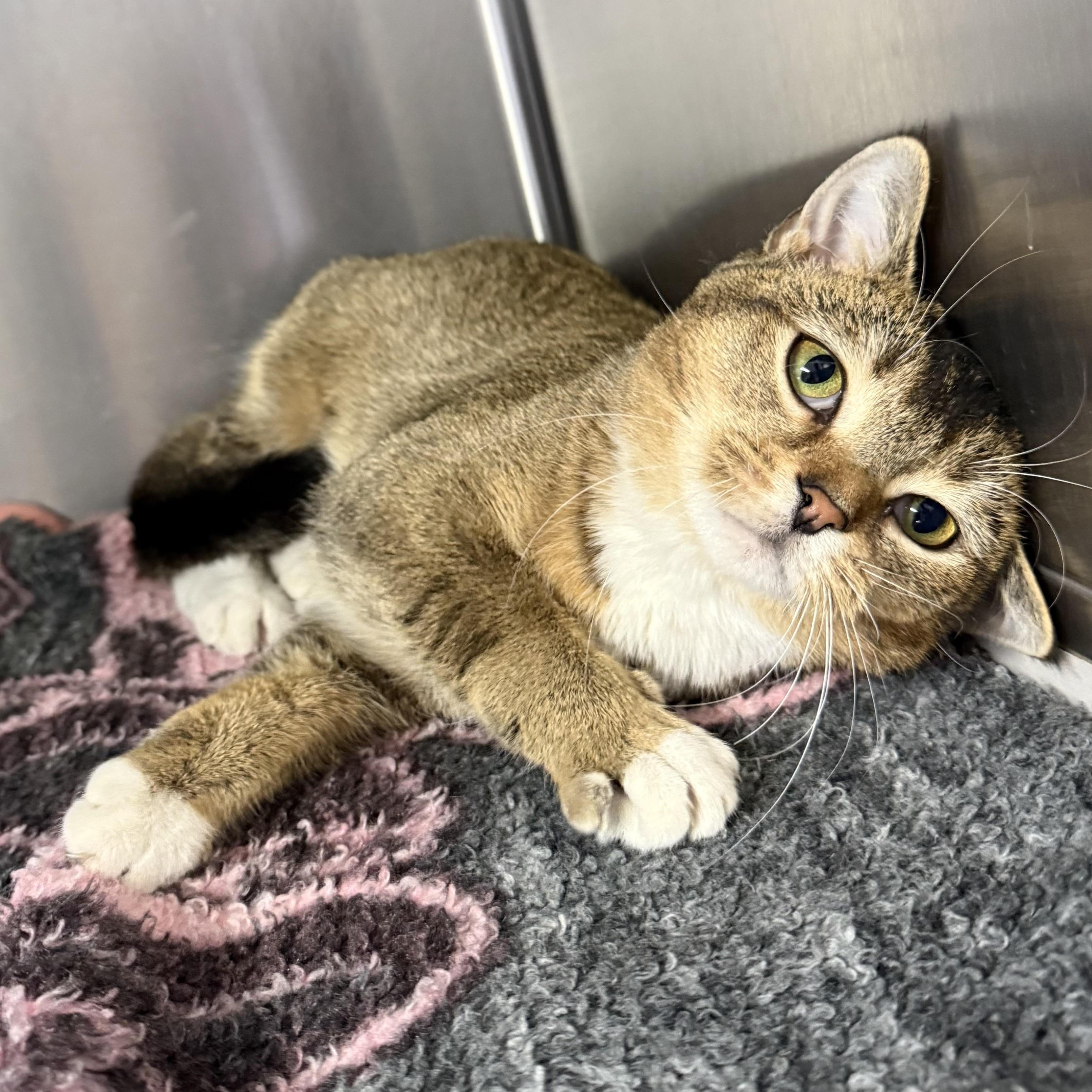 Enlarge Pezi, an adopted Domestic Short Hair in Exeter, RI image 2/4