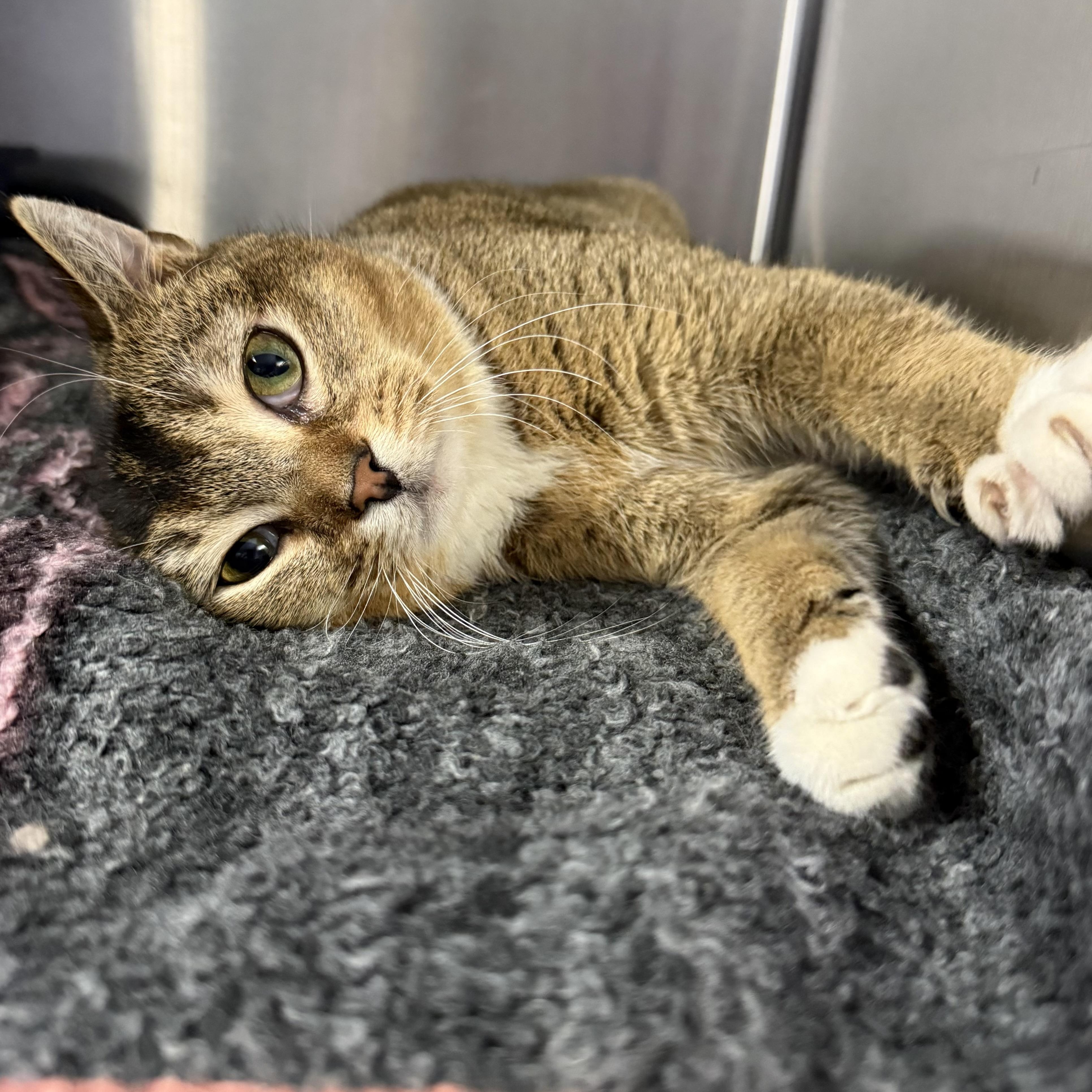 Pezi, Adoptable, Young Female Domestic Short Hair.