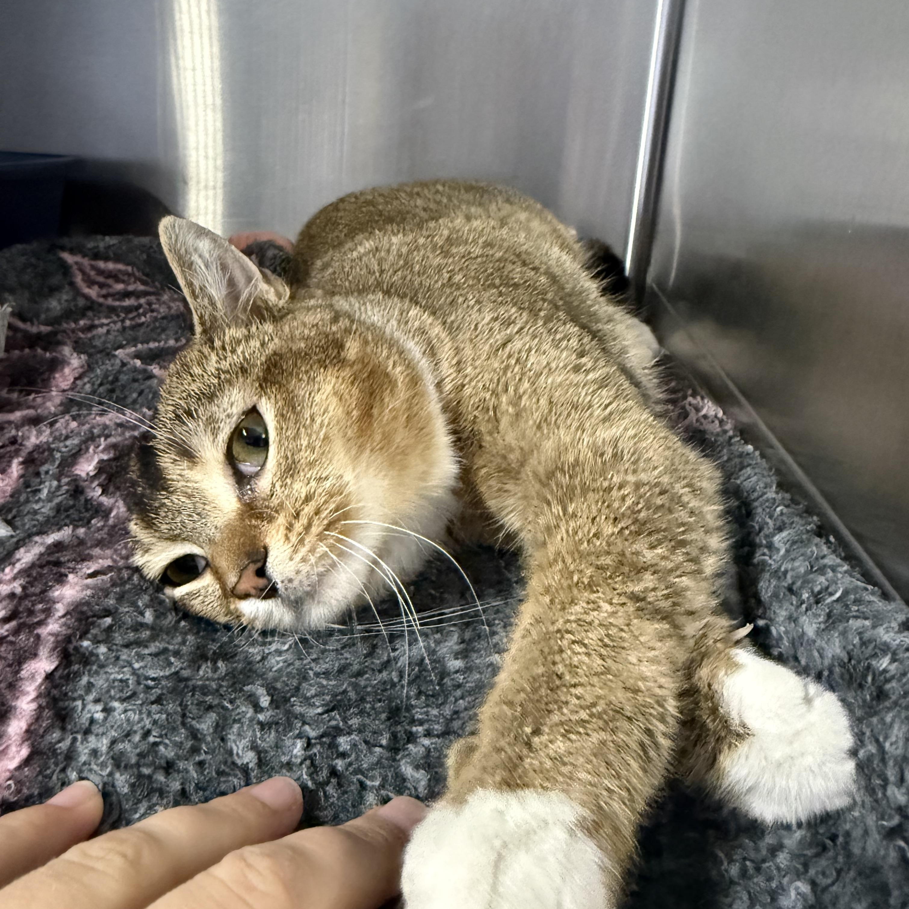 Enlarge Pezi, an adopted Domestic Short Hair in Exeter, RI image 3/4