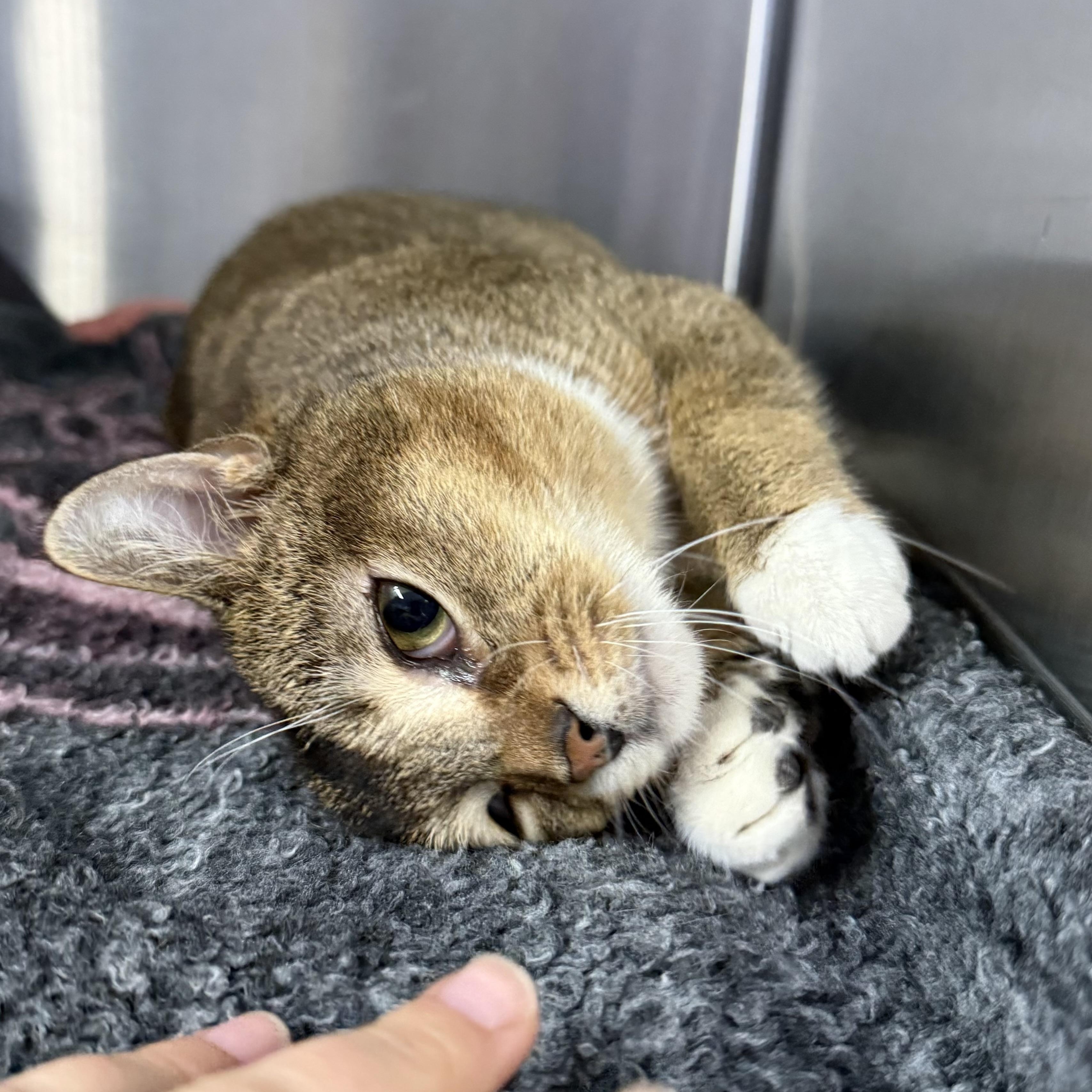 Enlarge Pezi, an adopted Domestic Short Hair in Exeter, RI image 4/4