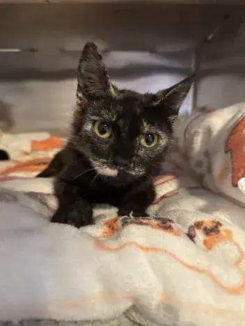 Chic, a Adoptable Domestic Short Hair in Grand Rapids, MI image 1/4
