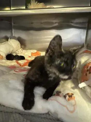 Chic, a Adoptable Domestic Short Hair in Grand Rapids, MI image 2/4