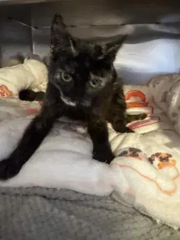 Chic, a Adoptable Domestic Short Hair in Grand Rapids, MI image 3/4