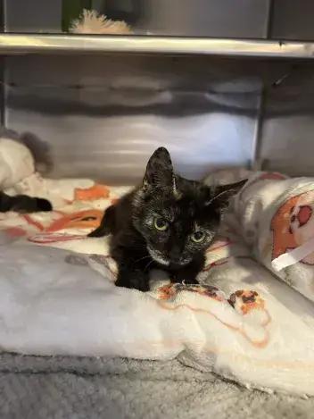 Chic, a Adoptable Domestic Short Hair in Grand Rapids, MI image 4/4