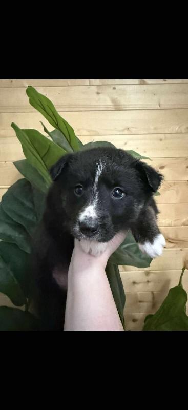 Enlarge Tinsel, a ADOPTABLE mixed breed in Exshaw, AB image 1/1