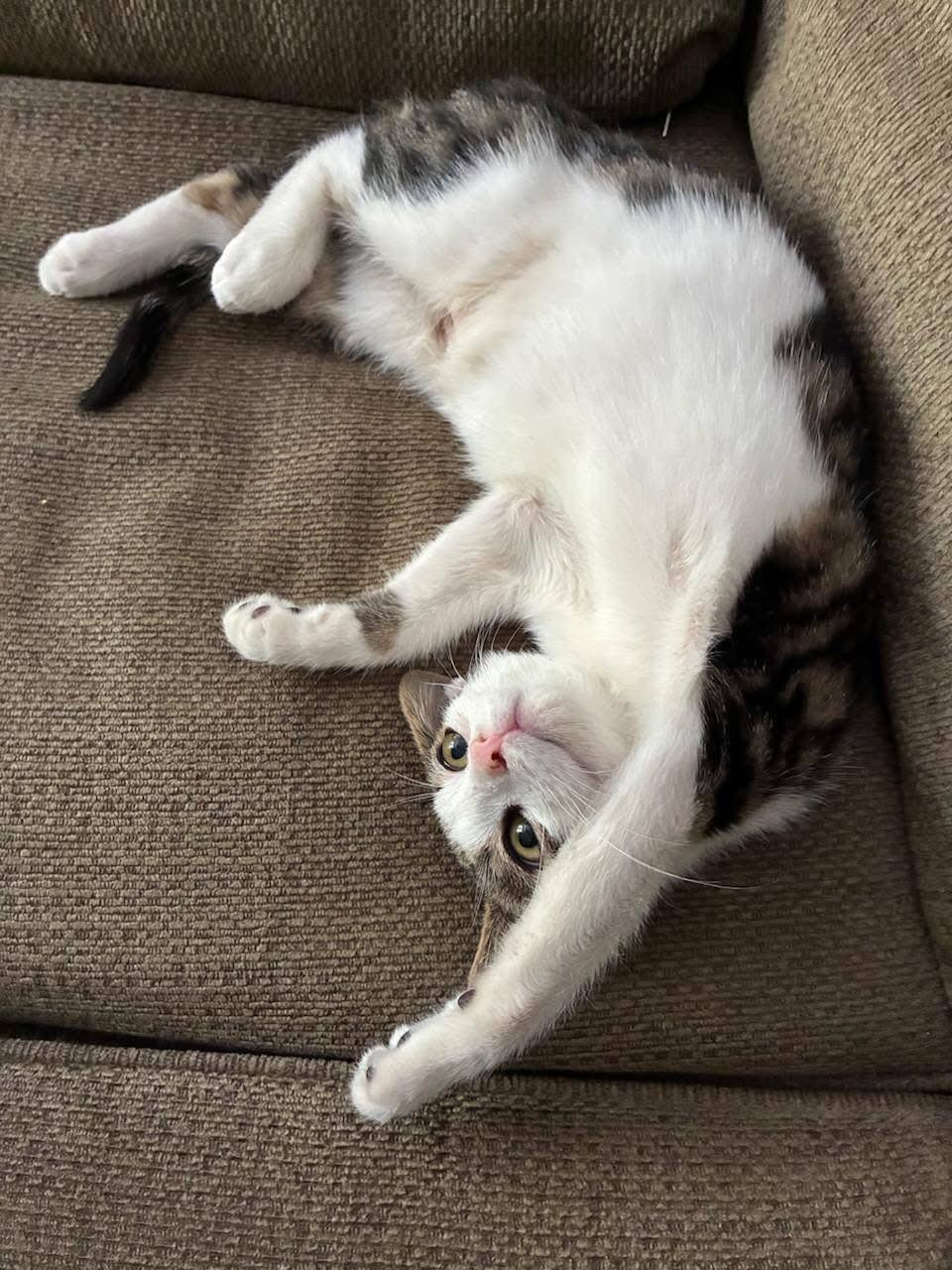 Enlarge Huff, a Adoptable Domestic Short Hair in Wilmington, NC image 1/1