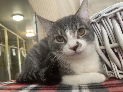 Enlarge Rosie, a Adoptable Domestic Short Hair in Bloomsburg, PA image 1/1