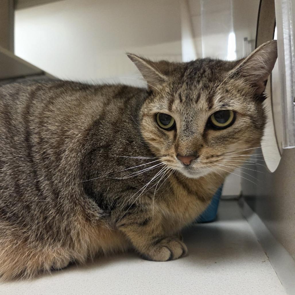 Enlarge Peanut, a Adoptable Domestic Short Hair in Ballston Spa, NY image 1/5