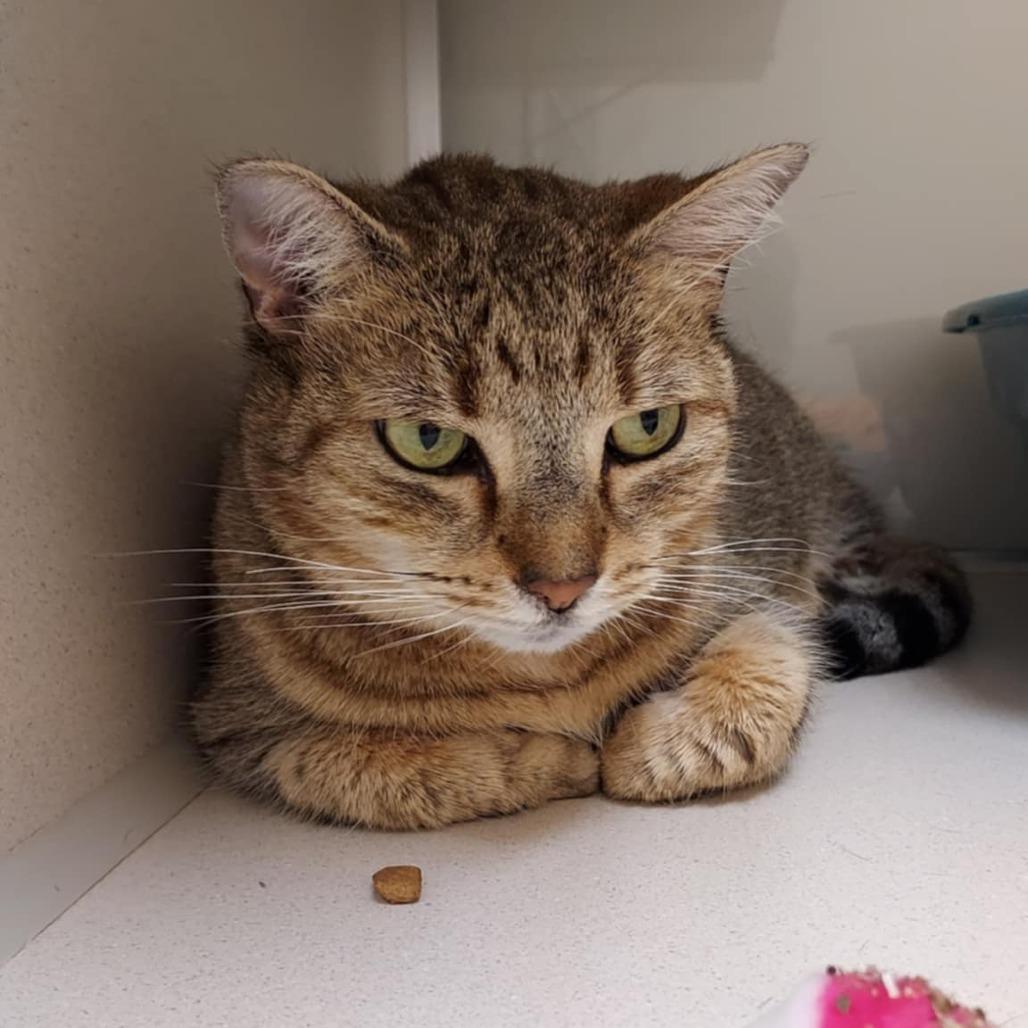 Enlarge Peanut, a Adoptable Domestic Short Hair in Ballston Spa, NY image 3/5