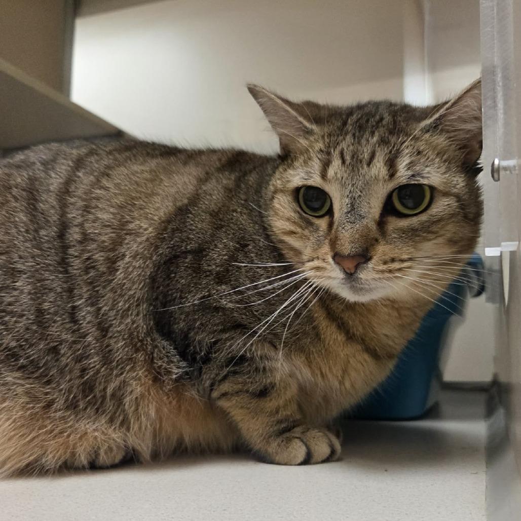 Enlarge Peanut, a Adoptable Domestic Short Hair in Ballston Spa, NY image 4/5