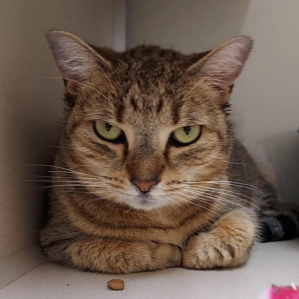 Enlarge Peanut, a Adoptable Domestic Short Hair in Ballston Spa, NY image 5/5