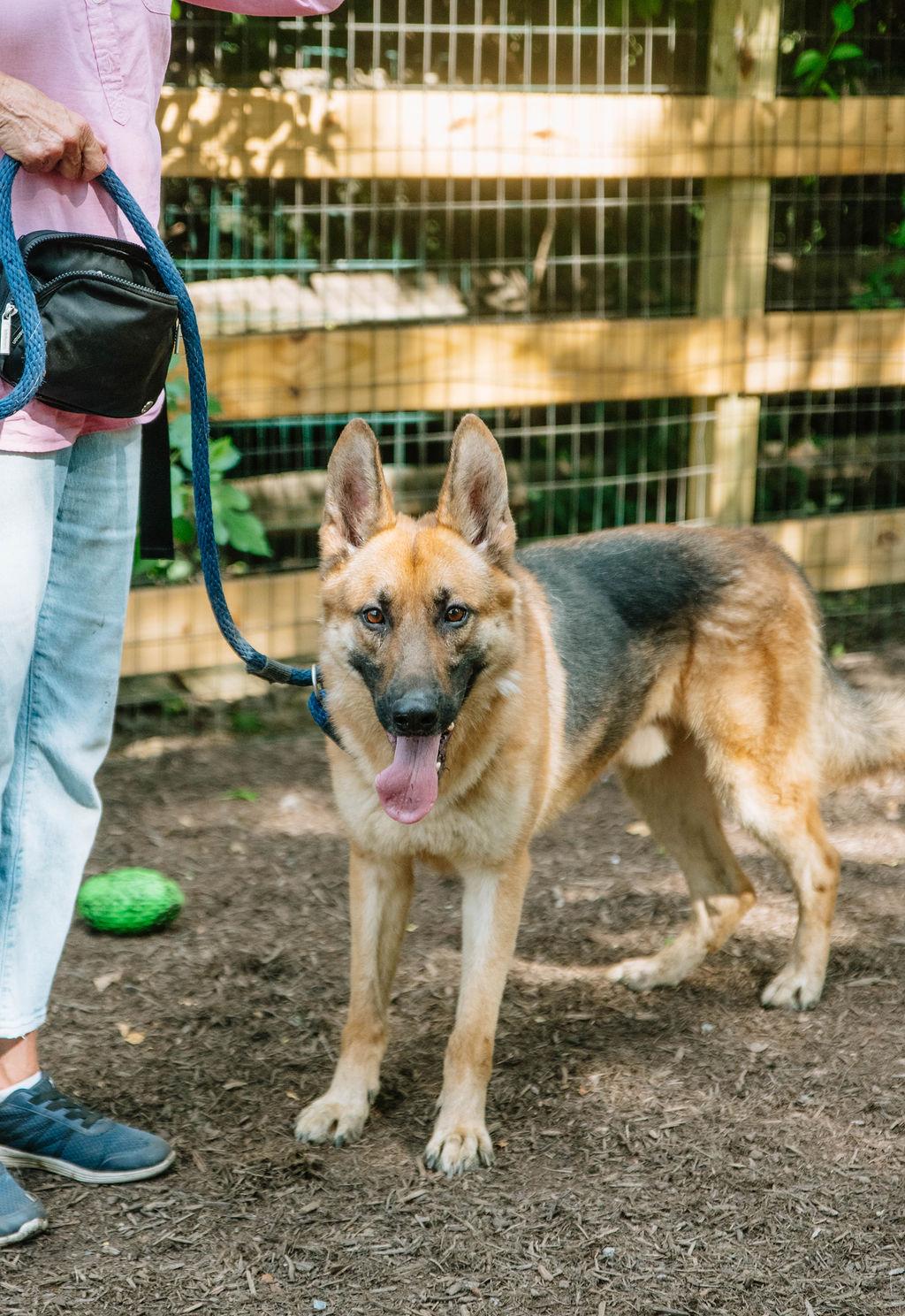 Enlarge Amadeus, a Adoptable German Shepherd Dog in Chester Springs, PA image 3/6