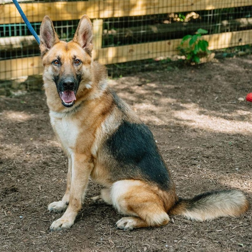 Amadeus, Adoptable, Adult Male German Shepherd Dog.