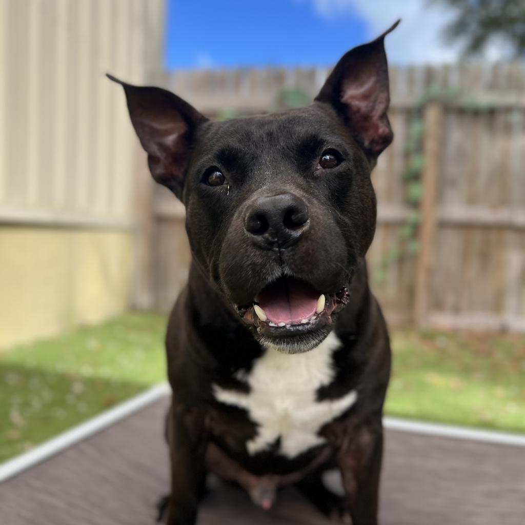 Bubba — thumbnail 2