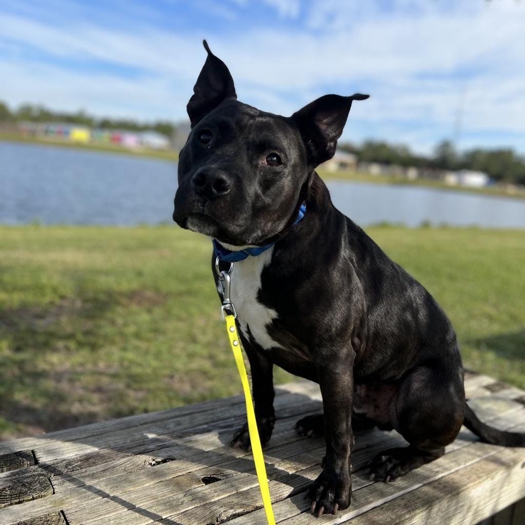 Bubba — thumbnail 3