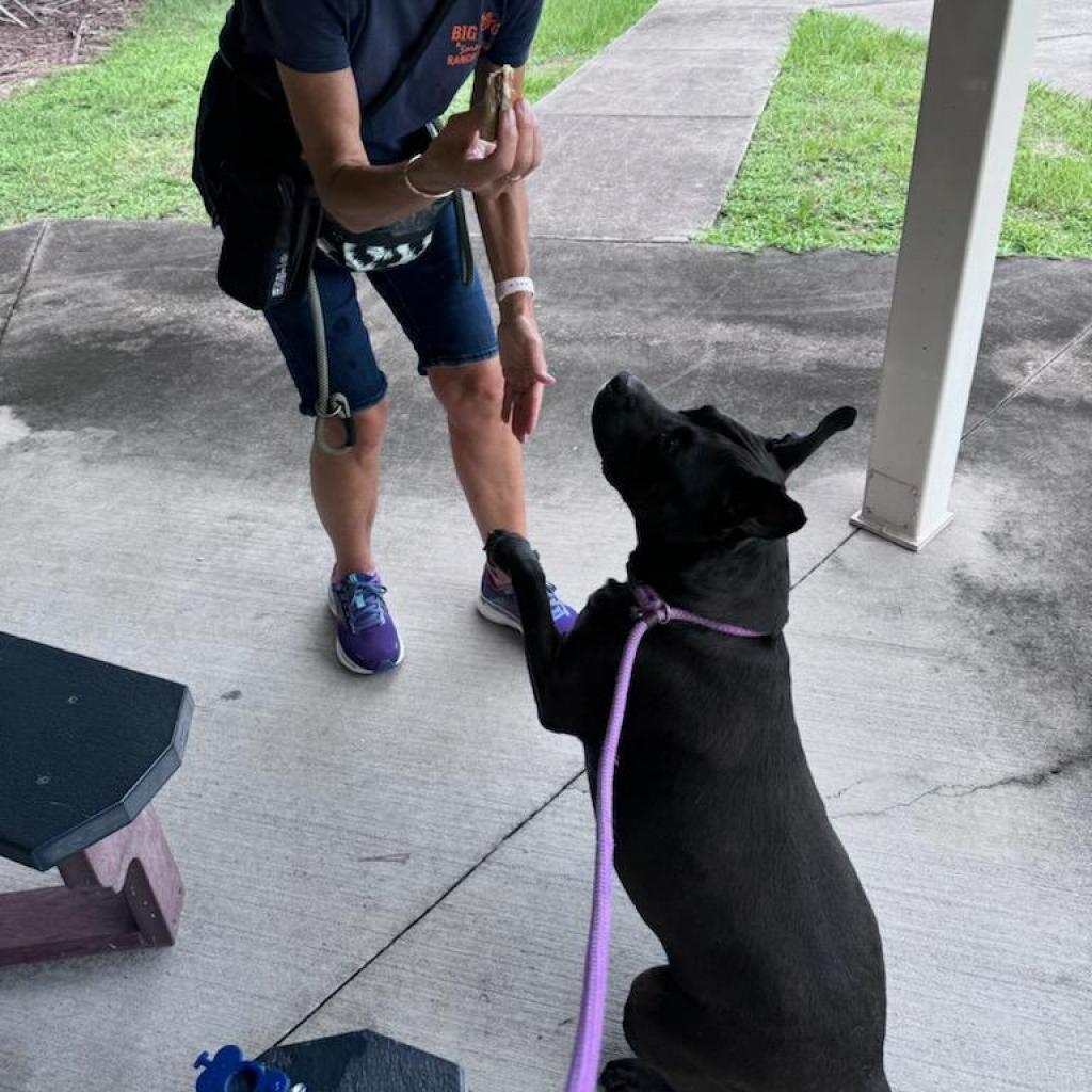 Bubba — thumbnail 4