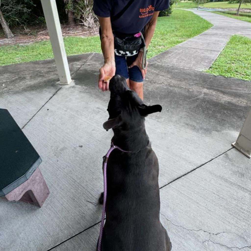 Bubba — thumbnail 5