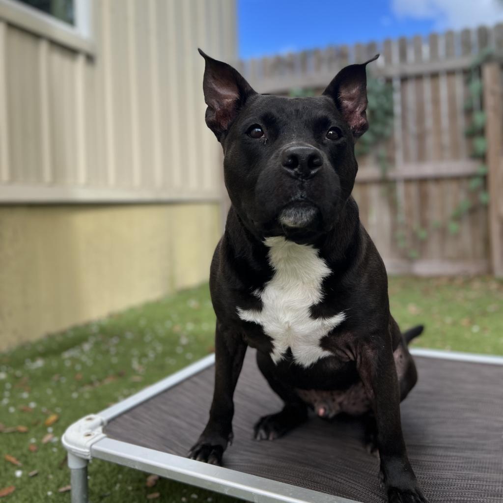 Bubba — thumbnail 6