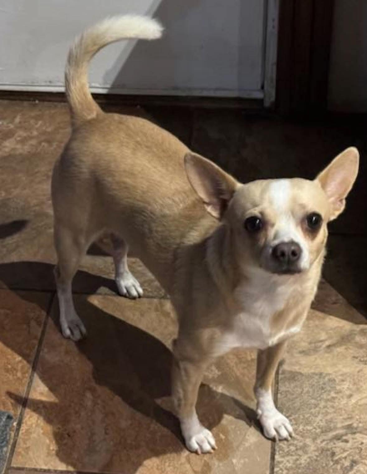 Chico