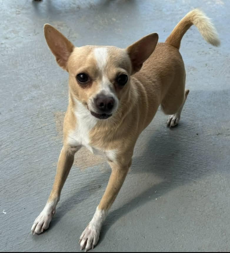 Chico