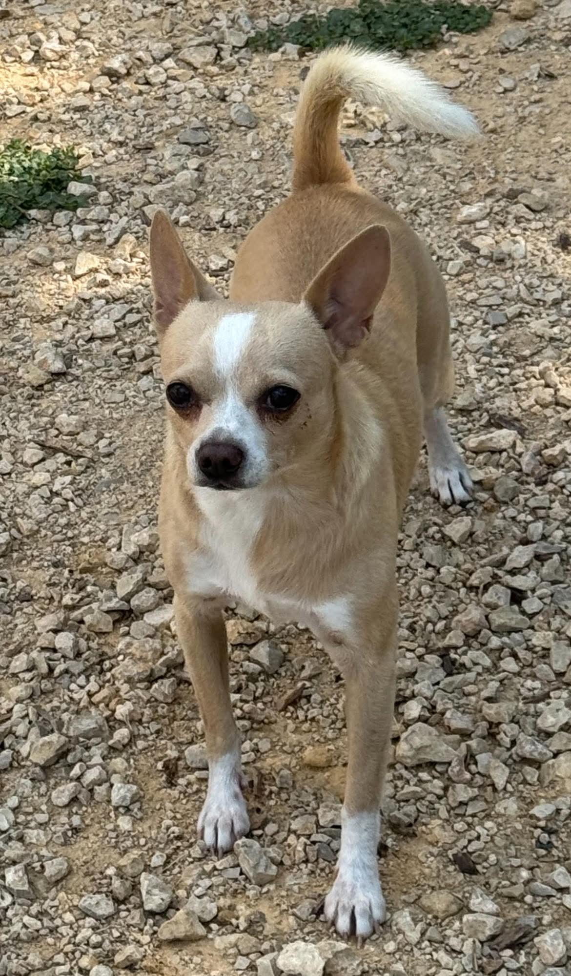 Chico thumbnail 6