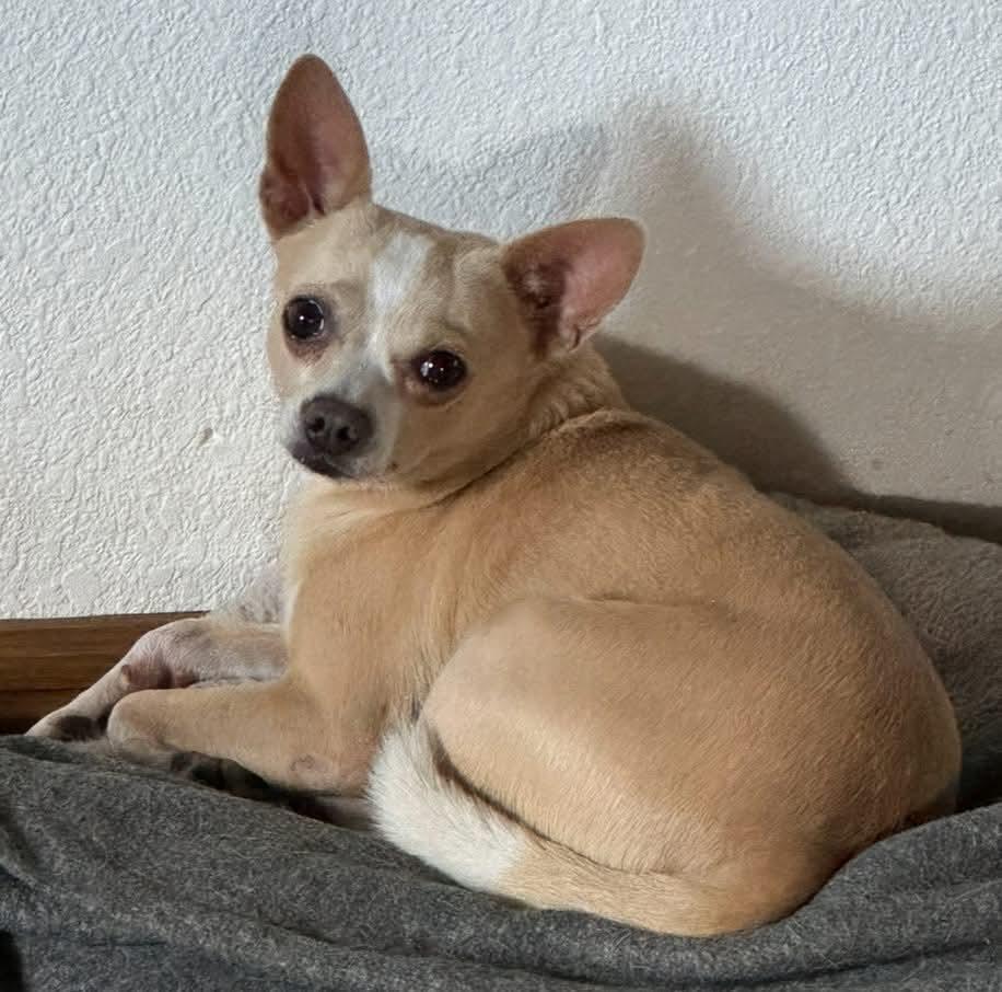 Chico thumbnail 5