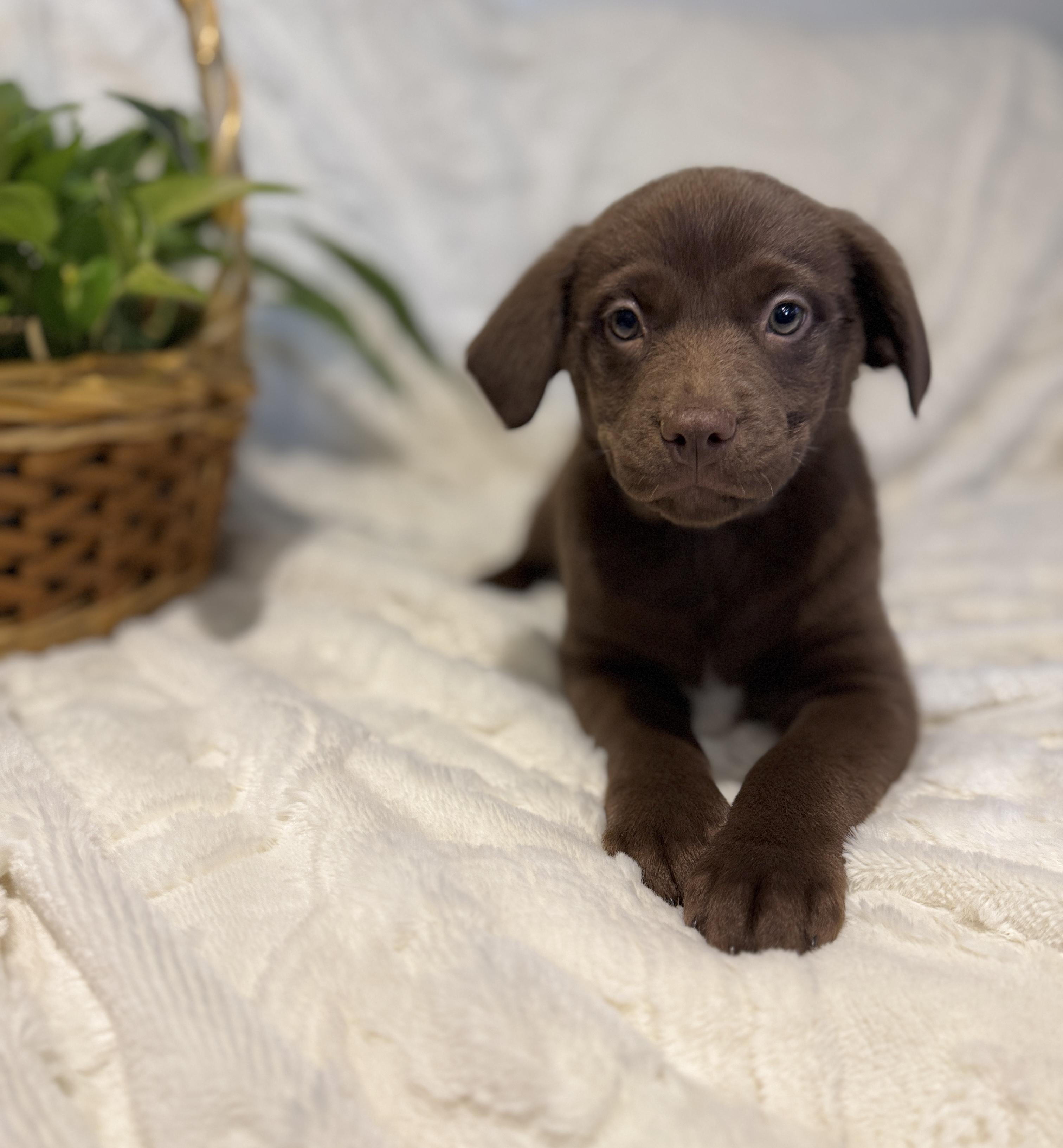 Enlarge Dove, a ADOPTABLE Chocolate Labrador Retriever in Hales corners, WI image 4/4