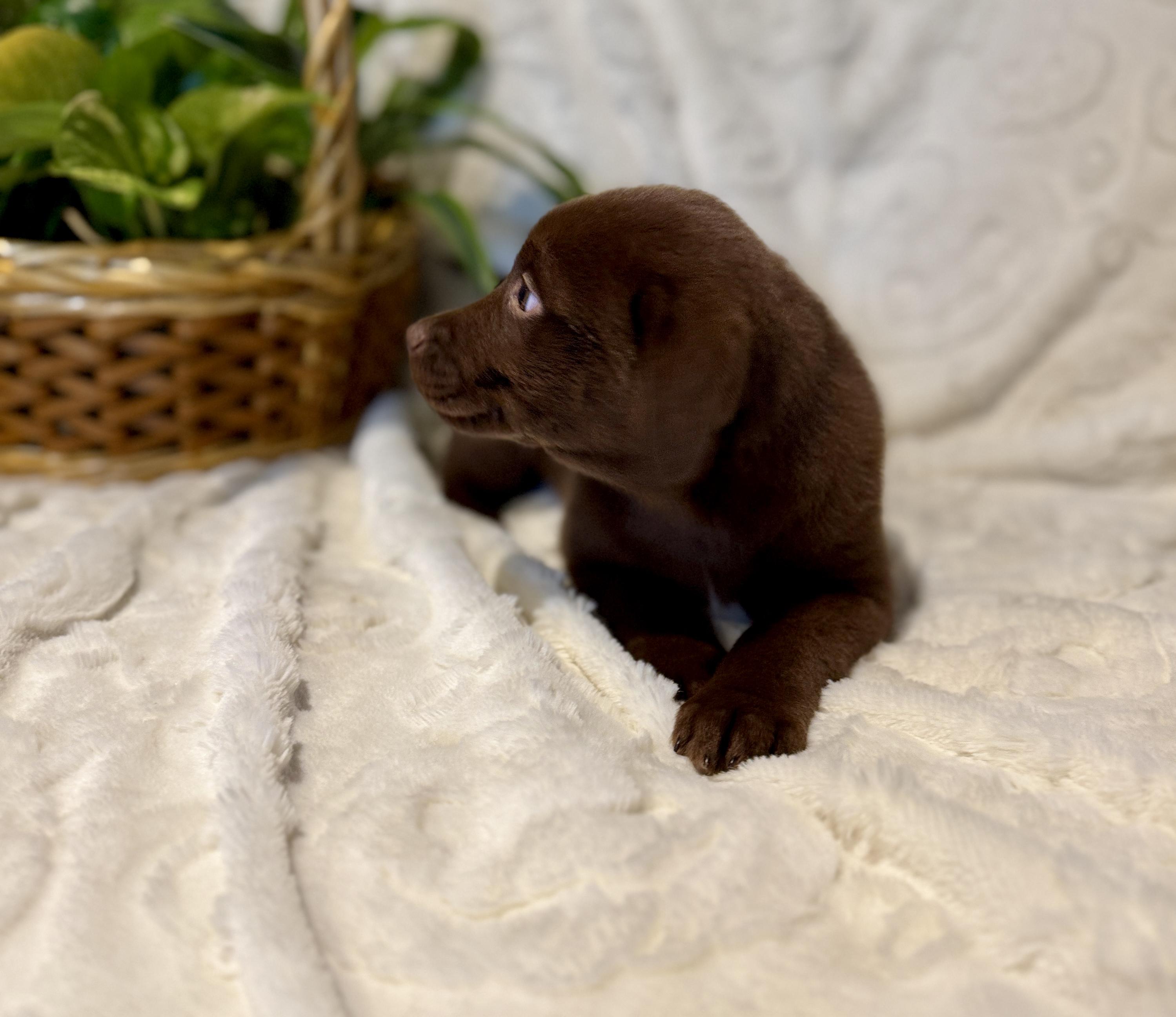 Enlarge Dove, a ADOPTABLE Chocolate Labrador Retriever in Hales corners, WI image 2/4