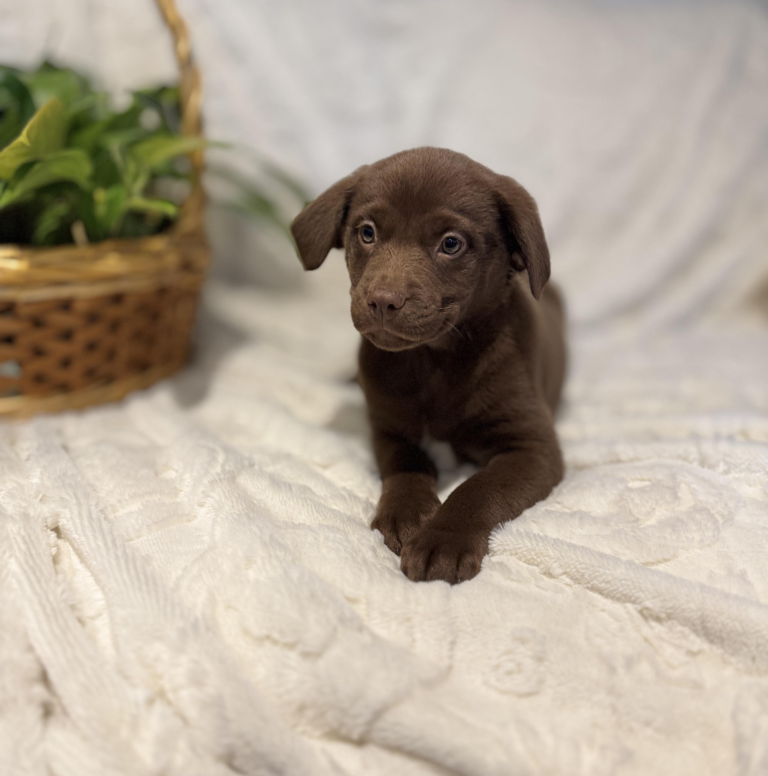 Enlarge Dove, a ADOPTABLE Chocolate Labrador Retriever in Hales corners, WI image 3/4