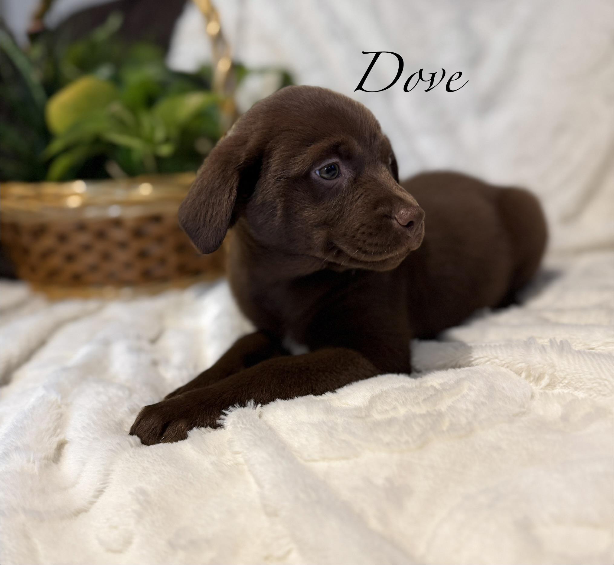 Dove, ADOPTABLE, Puppy Female Chocolate Labrador Retriever.