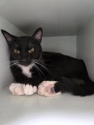 Enlarge Tara, a Adoptable Domestic Short Hair in Lakeside, AZ image 1/1