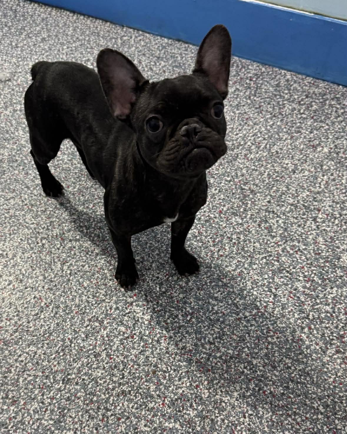 Enlarge Winnie, an adopted French Bulldog in Las Vegas, NV image 2/2