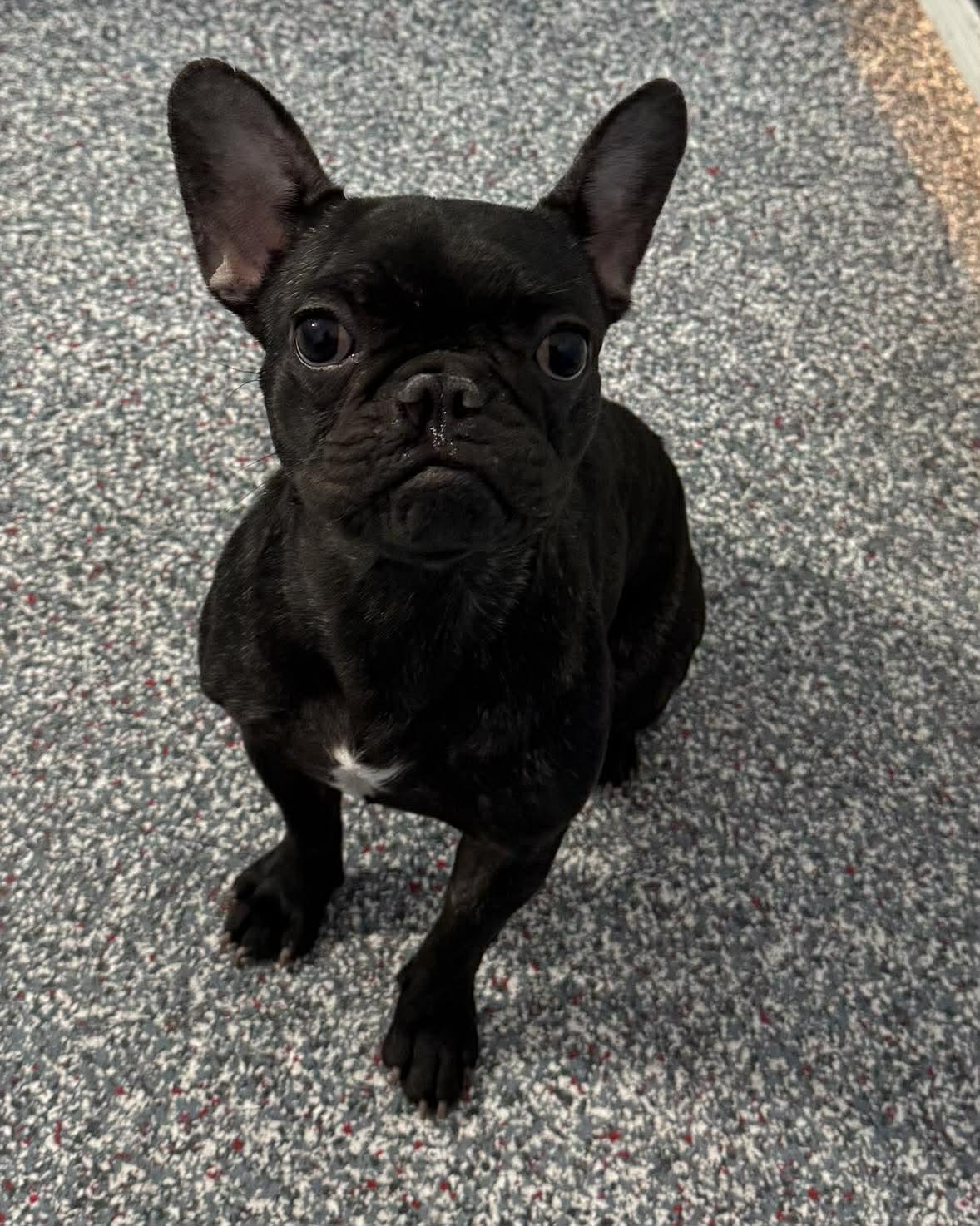 Winnie, adopted, Puppy Female French Bulldog.