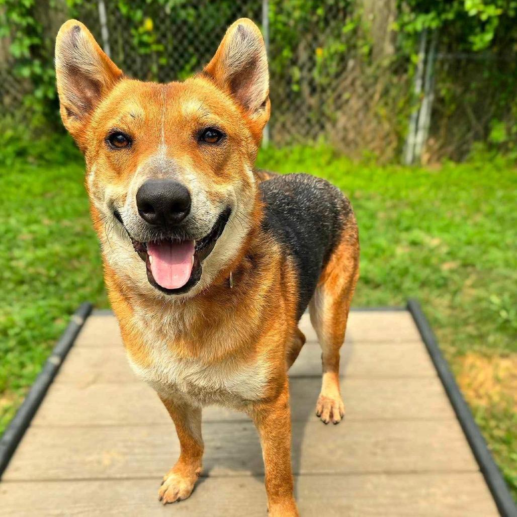 Reagan, a Adoptable mixed breed in Erie, PA image 2/6