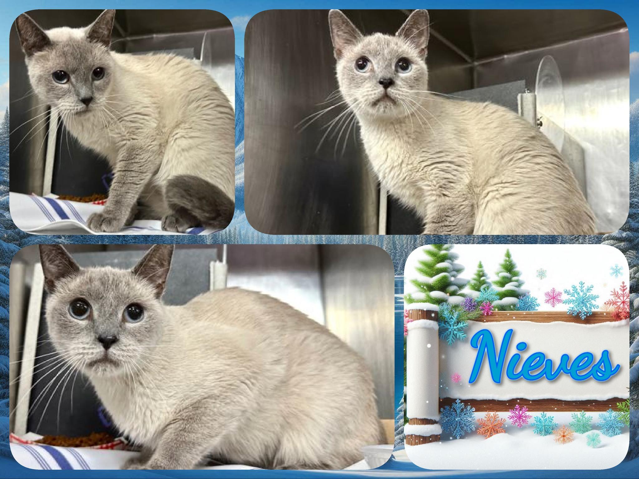 Nieves, ADOPTABLE, Adult Male Siamese.