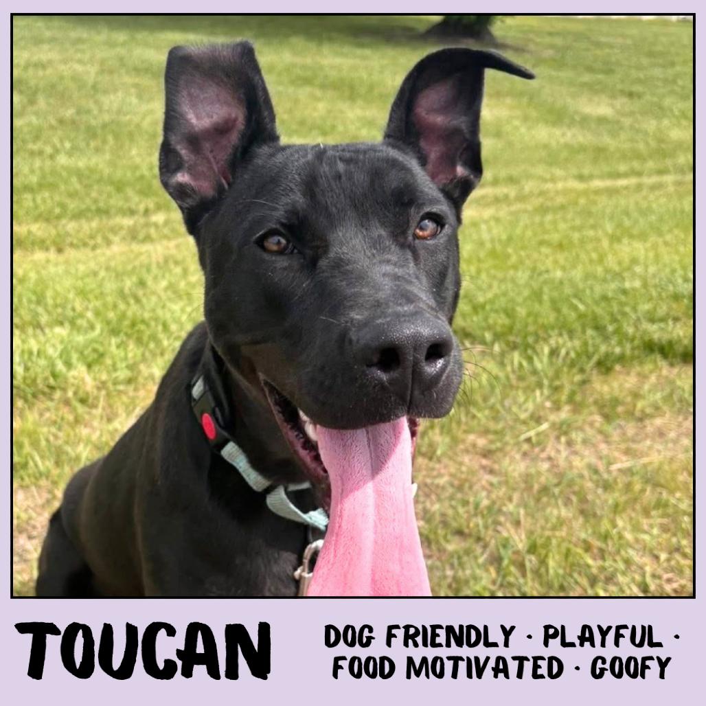 Toucan, a Adoptable Mixed Breed in Emporia, KS image 1/6