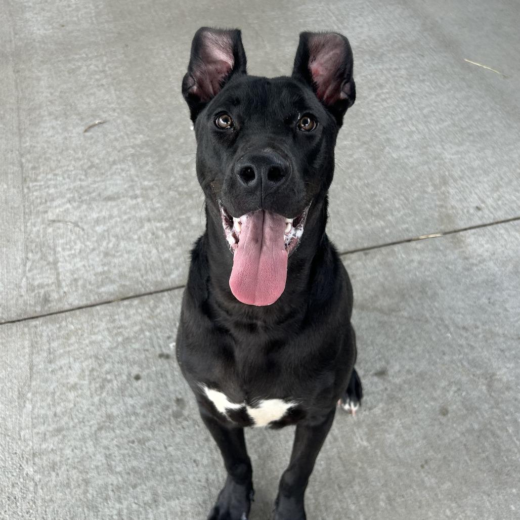 Toucan, Adoptable, Adult Male Mixed Breed.