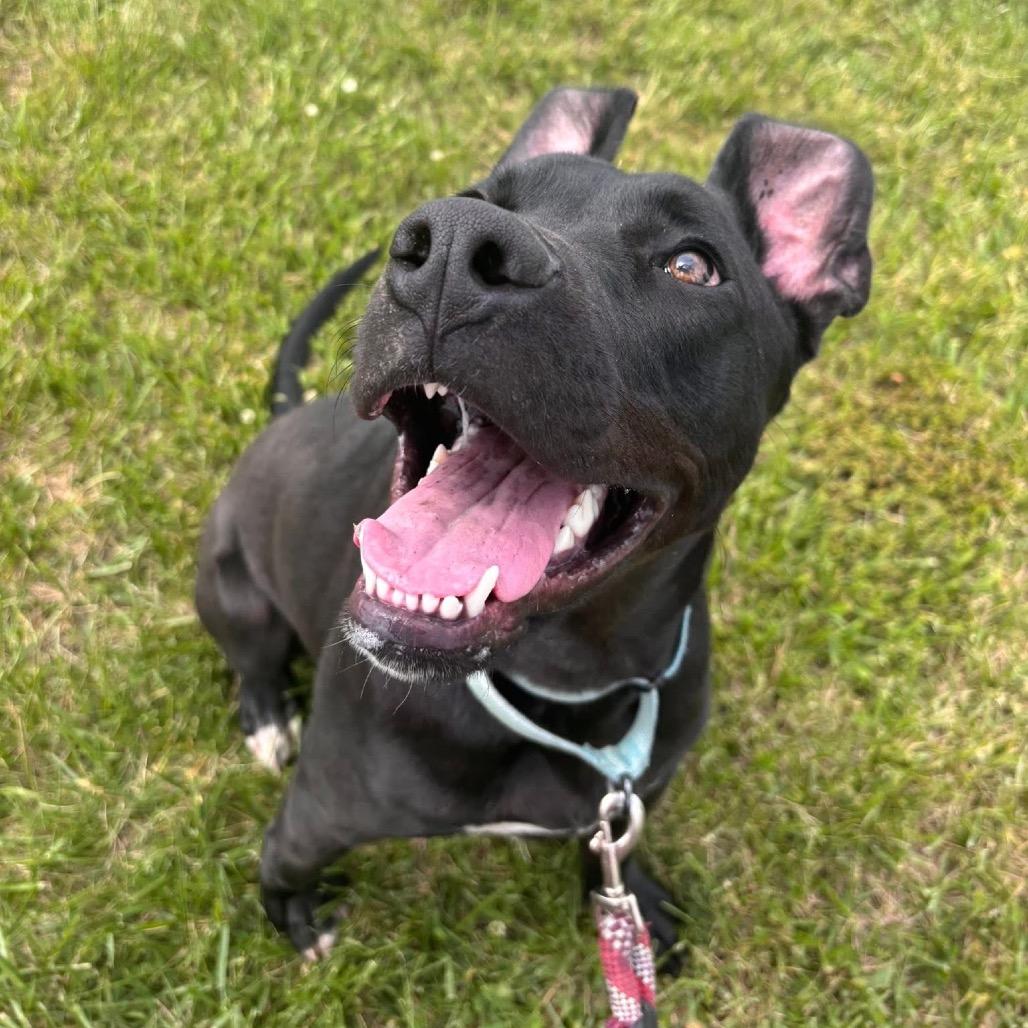 Toucan, a Adoptable Mixed Breed in Emporia, KS image 3/6