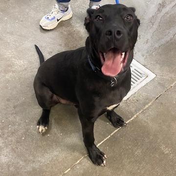 Enlarge Toucan, a Adoptable Mixed Breed in Emporia, KS image 2/5