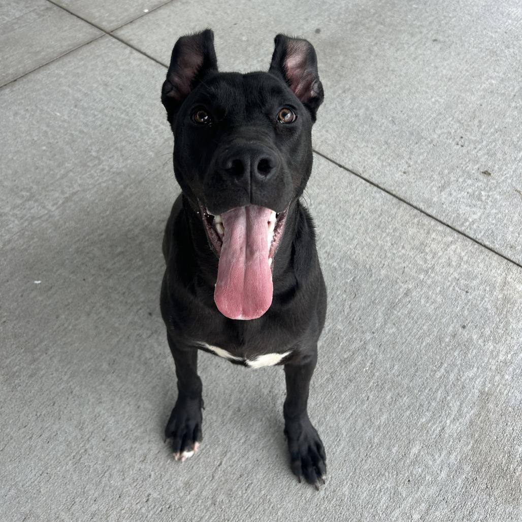 Enlarge Toucan, a Adoptable Mixed Breed in Emporia, KS image 3/5