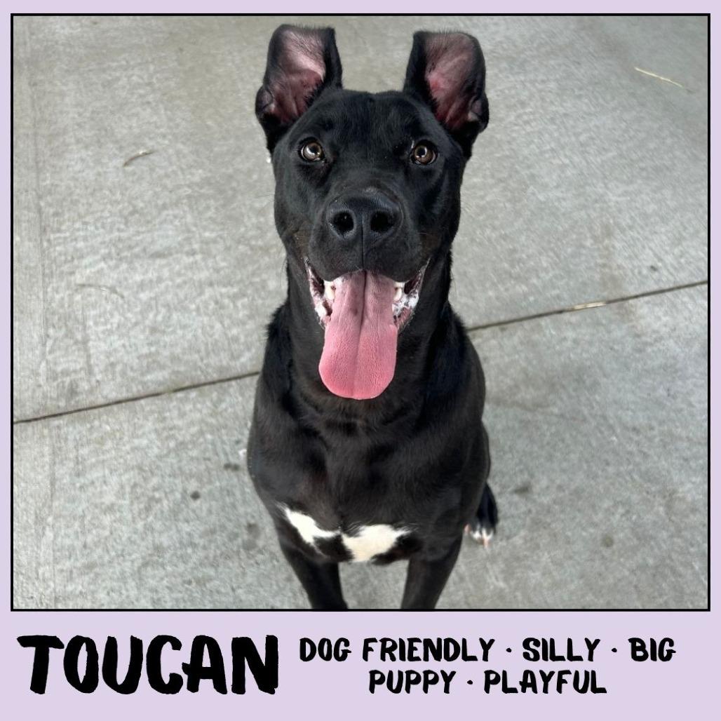 Enlarge Toucan, a Adoptable Mixed Breed in Emporia, KS image 4/5