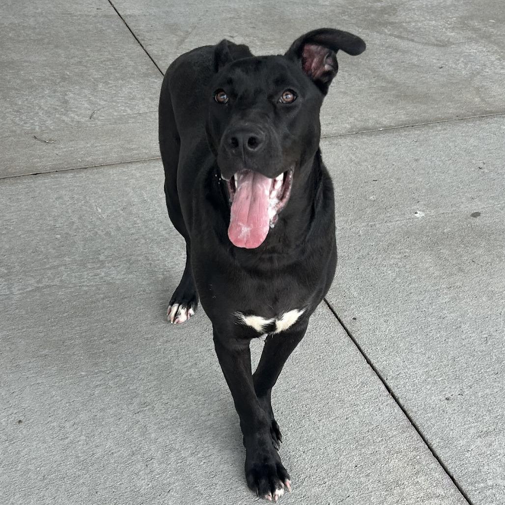 Enlarge Toucan, a Adoptable Mixed Breed in Emporia, KS image 5/5