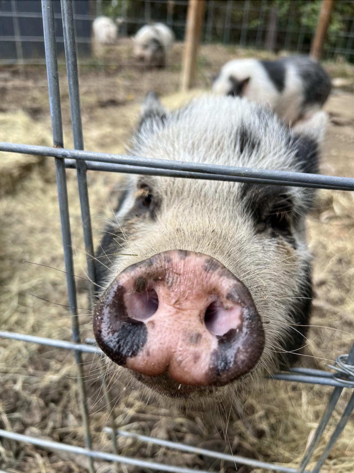 Fig | Bonded Pair, a Adoptable Pig in Clyde, NC image 2/4