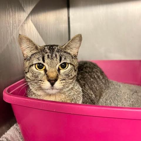 Enlarge Berry, a Adoptable Domestic Short Hair in Edwardsville, IL image 1/2