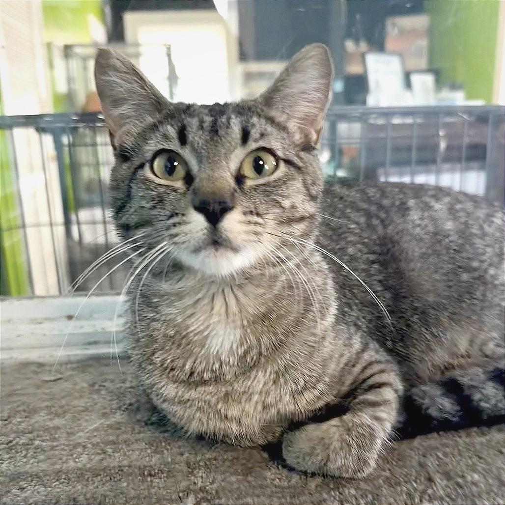 Enlarge Berry, a Adoptable Domestic Short Hair in Edwardsville, IL image 2/2
