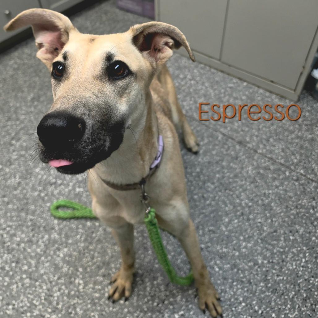 Espresso, Adoptable, Young Female Great Dane & Shepherd.