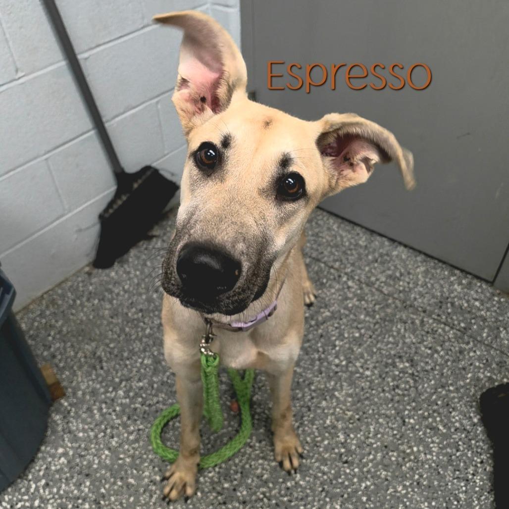 Enlarge Espresso, a Adoptable mixed breed in Parkersburg, WV image 2/5