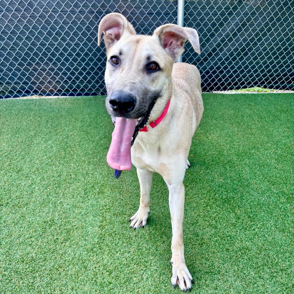 Enlarge Espresso, a Adoptable mixed breed in Parkersburg, WV image 3/5