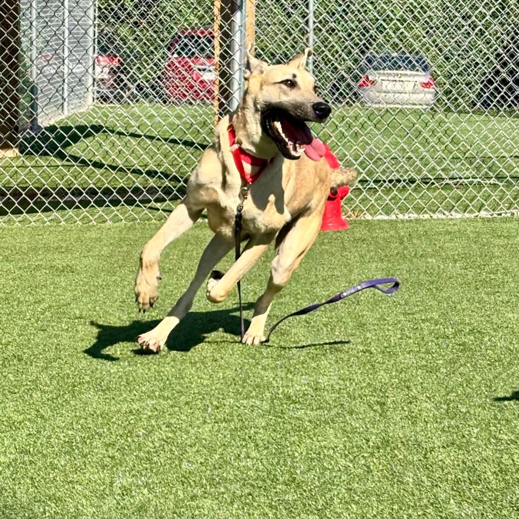 Enlarge Espresso, a Adoptable mixed breed in Parkersburg, WV image 4/5